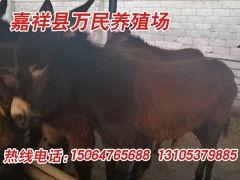 爆料大驴的视频,一场视觉盛宴的幕后故事 第2张 爆料大驴的视频,一场视觉盛宴的幕后故事 第2张